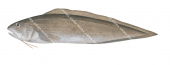 Australian Tusk,Dannevigia tusca,High quality illustration by Roger Swainston
