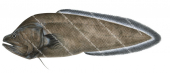 Humpback Cusk,Grammonus robustus,High quality illustration by Roger Swainston