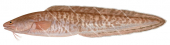 Pink Ling, Genypterus blacodes.Scientific fish illustration by Roger Swainston