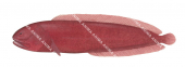 Red Cusk,Ogilbia,sp.,High quality illustration by Roger Swainston