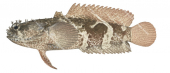 Banded Frogfish,Halophyrne diemensis,High quality illustration by Roger Swainston