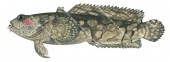 Pinkhead Frogfish,Batrachomoeus rubricephalus,High quality illustration by Roger Swainston