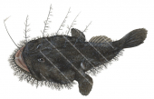Goosefish,Lophiodes naresi,High quality illustration by Roger Swainston