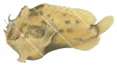 Freckled Anglerfish,Antennarius coccineus,High quality illustration by Roger Swainston