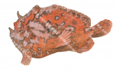 Giant Anglerfish,juv,Antennarius commersonii,High quality illustration by Roger Swainston