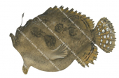Spot-tail Anglerfish,Lophiocharon trisignatus,High quality illustration by Roger Swainston