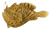 Striate Anglerfish,Antennarius striatus,High quality illustration by Roger Swainston