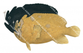 Whitespotted Anglerfish,Variation of colour,Phyllophryne scortea,High quality illustration by Roger Swainston