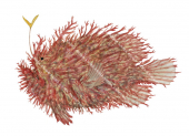 Tasselled Anglerfish,Rhycherus filamentosus,High quality illustration by Roger Swainston
