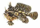 Sargassum Fish,Histrio histrio,High quality illustration by Roger Swainston