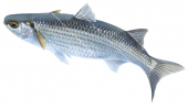 Grey Mullet,Chelon labrosus,.Scientific fish illustration by Roger Swainston
