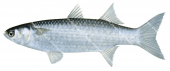 Wartylip Mullet,Crenimugil crenilabris,High quality illustration by Roger Swainston