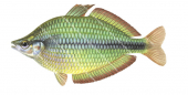 Banded Rainbowfish,Melanotaenia trifasciata,High quality illustration by Roger Swainston