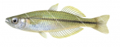 Cairns Rainbowfish,Cairnsichthys rhombosomoides,High quality illustration by Roger Swainston