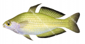 Murray River Rainbowfish,Melanotaenia fluviatilis,High quality illustration by Roger Swainston.