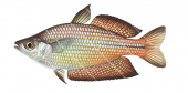 Splendid Rainbowfish,Melanotaenia splendida,High quality illustration by Roger Swainston