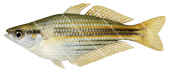 Western Rainbowfish,Melanotaenia australis,High quality illustration by Roger Swainston.