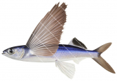 Flyingfish,Cheilopogon sp,High quality illustration by Roger Swainston