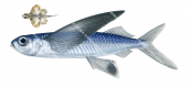 Adult and Juvenile Flyingfish,Cypselurus sp.,High quality illustration by Roger Swainston