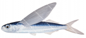 Cosmopolitan Flyingfish,Exocoetus volitans,High quality illustration by Roger Swainston