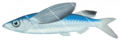 Sharpchin Flyingfish,Fodiator acutus,High quality illustration by Roger Swainston