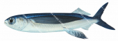 Side view of the Spotted Flyingfish,Cypselurus callopterus,High quality illustration by Roger Swainston