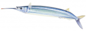 Swimming Southern Garfish,Hemiramphus melanochir.Scientific fish illustration by Roger Swainston