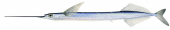 Longfin Garfish4,Euleptorhamphus viridus,High quality illustration by Roger Swainston 