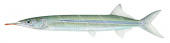 Longtail Garfish,Hyporhamphus quoyi,High quality illustration by Roger Swainston