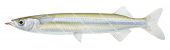 Snubnose Garfish,Arrhamphus sclerolepis,High quality illustration by Roger Swainston