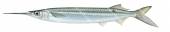 Side view of the Three-by-two Garfish,Hemiramphus robustus,High quality illustration by Roger Swainston