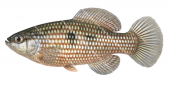 American Flagfish,Jordanella floridae,High quality illustration by Roger Swainston