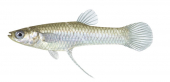 Male Mosquitofish,Gambusia holbrooki,High quality illustration by Roger Swainston.