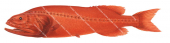 Redvelvet Whalefish,Barbourisia rufa,High quality illustration by Roger Swainston