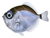 Discfish,Diretmus argenteus,High quality illustration by Roger Swainston