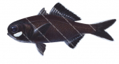 Twofin Flashlightfish,Anomalops katoptron,High quality illustration by Roger Swainston