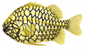 Australian Pineapplefish,Cleidopus gloriamaris,High quality illustration by Roger Swainston