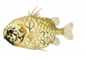 Japanese Pineapplefish,Monocentris japonica,High quality illustration by Roger Swainston