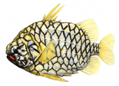 Knightfish,Cleidopus gloriamaris,High quality illustration by Roger Swainston 