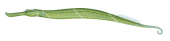 Double-end Pipefish,Syngnathoides biaculeatus,High quality illustration by Roger Swainston