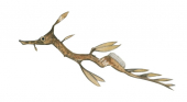 Juvenile Commun Seadragon,Phyllopteryx taeniolatus,High quality illustration by Roger Swainston