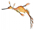 Common Seadragon,Phyllopteryx taeniolatus,High quality illustration by Roger Swainston