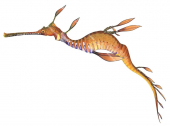 Swimming Common Seadragon,Phyllopteryx taeniolatus,High quality illustration by Roger Swainston