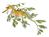 Side view of the Leafy Seadragon,Phycodurus eques,High quality illustration by Roger Swainston