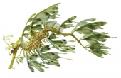 wimming Leafy Seadragon,Phycodurus eques,High quality illustration by Roger Swainston