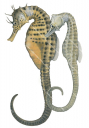 Adult and immature individual of the Bigbelly Seahorse,Hippocampus abdominalis,High quality illustration by Roger Swainston