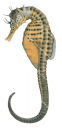 Adult Bigbelly Seahorse,Hippocampus abdominalis,High quality illustration by Roger Swainston