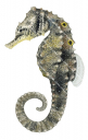 False-eye Seahorse,Hippocampus biocellatus,High quality illustration by Roger Swainston