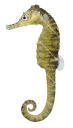 Flatfaced Seahorse,Hippocampus planifrons,High quality illustration by Roger Swainston