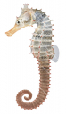 Hedgehog Seahorse,Hippocampus spinosissimus,High quality illustration by Roger Swainston